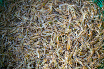 Shredded shrimp that are about to be cooked