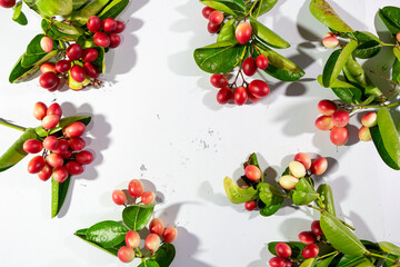 garanda on a white background