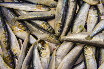 Fresh Baltic herring fish close-up. Macro Photo