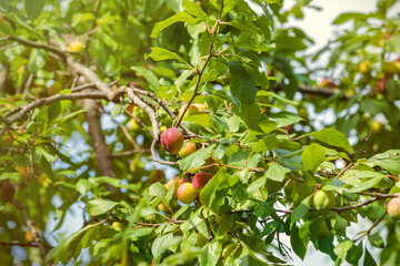 Plums ripen on a branch on a sunny day - beautiful summer background