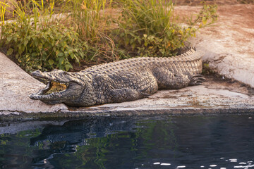 crocodile or alligator lies and showing his teeth on the rock near the pond