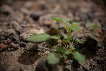 African eatable plants, growing in the wild