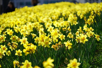 Obraz premium South Korea, Busan, Oryukdo Islands Park, narcissus, 한국, 부산, 오륙도 공원, 수선화