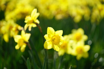 South Korea, Busan, Oryukdo Islands Park, narcissus, 한국, 부산, 오륙도 공원, 수선화