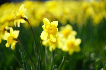 South Korea, Busan, Oryukdo Islands Park, narcissus, 한국, 부산, 오륙도 공원, 수선화