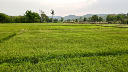 drone photo rice field with mountain landscape.