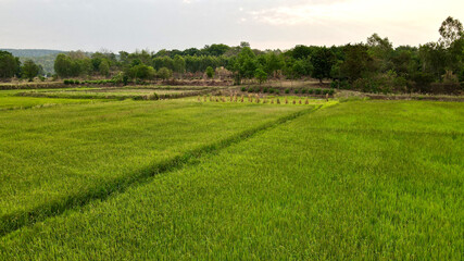 Fototapeta na wymiar drone photo rice field with mountain landscape.