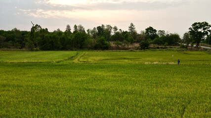 drone photo rice field with mountain landscape.