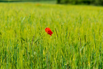 poppy in the grass