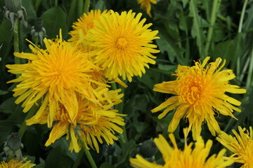 dandelions in the grass
