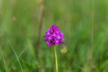 Anacamptis pyramidalis, orchid