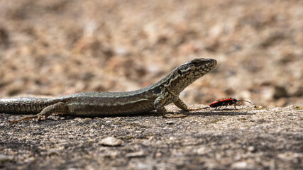 lézard et pyrrhocore