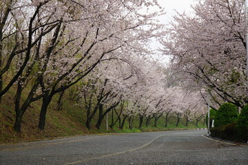 Obraz premium South Korea, Busan, Hwangryung Mountain, Cherry blossoms tunnel, 한국, 부산, 황령산, 벚꽃 터널, 봄꽃