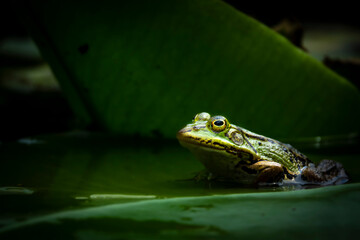 Frosch