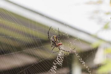 Spider on the nest,that are eating insects as food.
