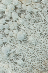 Close up,Growth of Bacteria and microorganisms from termite nest in Experiment