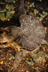 .stump in the forest