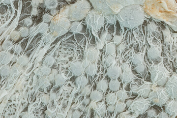 Close up,Growth of Bacteria and microorganisms from termite nest in Experiment