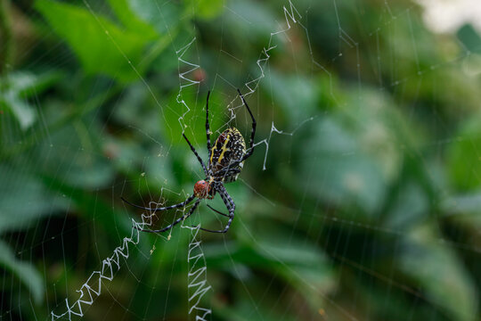 Spider on the nest,that are eating insects as food.