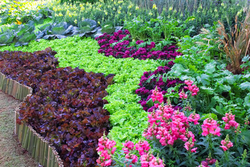 Decorative lettuce and red green oak salad vegetables growing in flower garden with bamboo wood fence