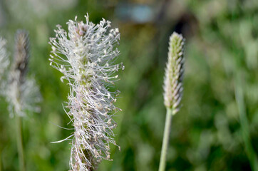 flowering plantain