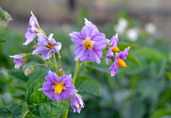 potato flowers