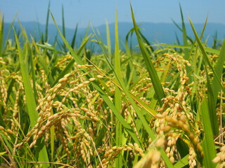 収穫が近い稲穂