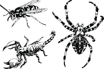 vector drawings sketches different insects bugs Scorpions spiders drawn in ink by hand , objects with no background	

