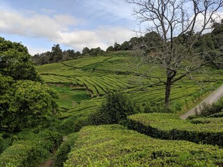 Fototapeta na wymiar Tea plantation on the Azores