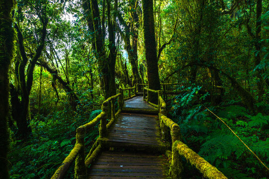 Beautiful forest path 