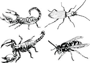 vector drawings sketches different insects bugs Scorpions spiders drawn in ink by hand , objects with no background	
