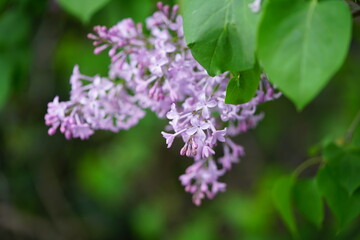 Obraz premium South Korea, Busan, UN memorial Park, lilac blossoms, 한국, 부산, UN기념공원, 라일락