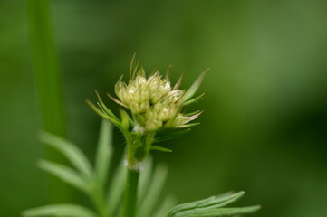 Knospe eines Arznei-Baldrians