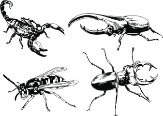 vector drawings sketches different insects bugs Scorpions spiders drawn in ink by hand , objects with no background