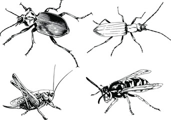 vector drawings sketches different insects bugs Scorpions spiders drawn in ink by hand , objects with no background