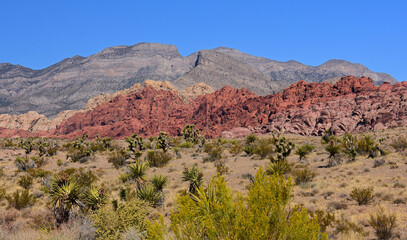 the  colorful, eroded rocks of red rock national conservation area and yucca plants in the mojave desert, near las vegas, nevada