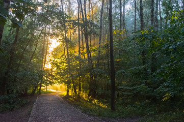 Obraz premium Sunbeams through the fog.