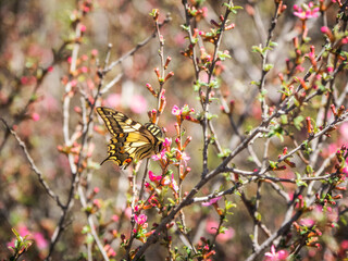 Bright summer natural background with a butterfly. The butterfly drinks nectar from a flower.