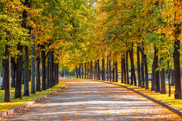 Empty autumn road with trees in a row on the edges.