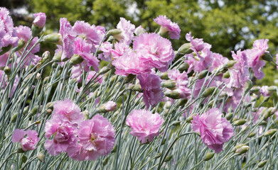 Dianthus plumarius rosa | Oeillet mignardise 'Rose de Mai' ou oeillet parfumé à corolles doubles rose dégradées