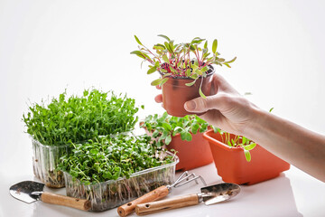 A female hand holds a pot with microgreens beets. Microgreens. Various types of sprouted greenery background. Organic food for a healthy lifestyle. Super food. Diet and healthy eating.