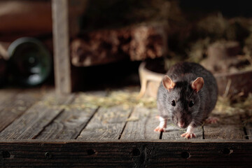 Rat in an old wooden barn.