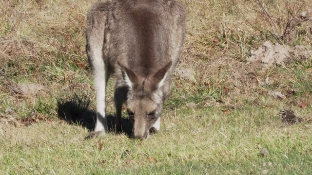 Wallaby Grazing In The Field In Australia. close up