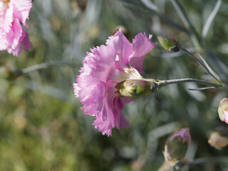 Gros plan sur une fleur double rose d'oeillet mignardise 'Rose de Mai' (Dianthus plumarius rosa)