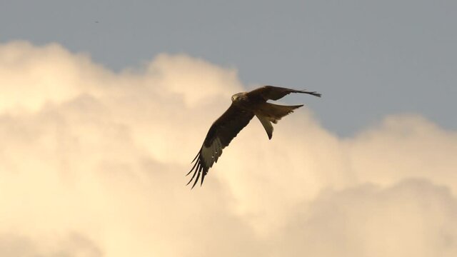 Red kite milvus soaring in the air during cloudy day and golden sunlight, close up track shot	