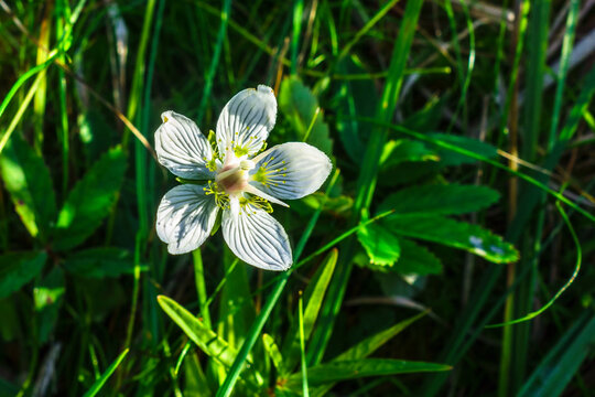 Marsh Grass Of Parnassus Flower