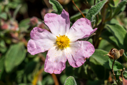 Cistus x lenis 'Grayswood Pink' a summer flowering compact shrub plant with a pink white summertime flower commonly known as rock rose, stock photo image