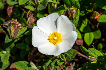 Obraz na płótnie Canvas Cistus salviifolius a summer flowering compact shrub plant with a white summertime flower commonly known as sage leaved rock rose, stock photo image