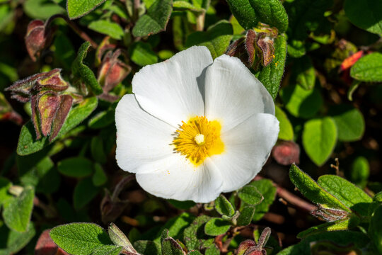 Cistus salviifolius a summer flowering compact shrub plant with a white summertime flower commonly known as sage leaved rock rose, stock photo image