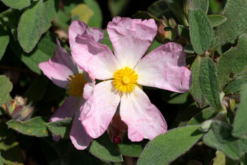 Cistus x lenis 'Grayswood Pink' a summer flowering compact shrub plant with a pink white summertime flower commonly known as rock rose, stock photo image